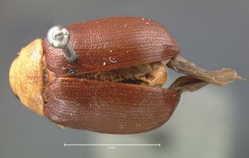 Media type: image;   Entomology 18527 Aspect: habitus dorsal view
